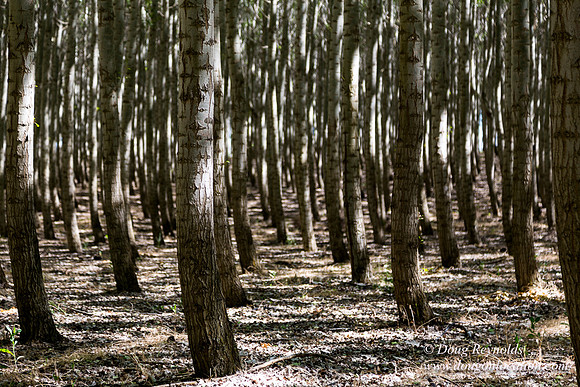 Tree Farm