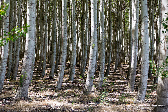 Tree Farm