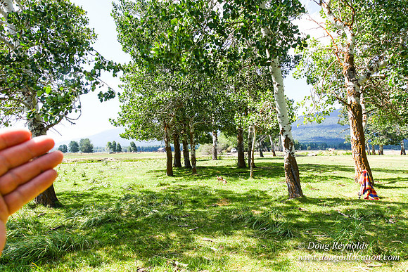 Ranch 18