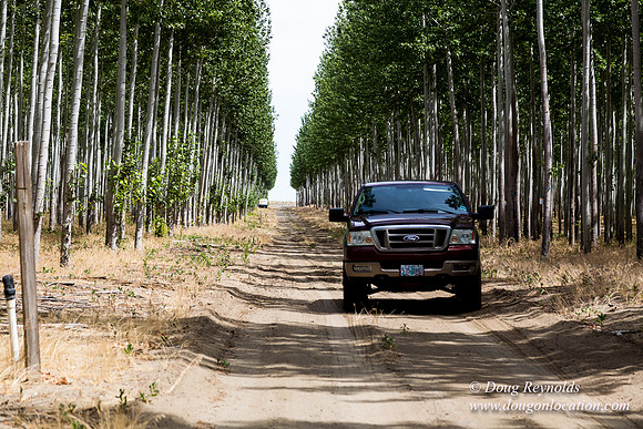 Tree Farm