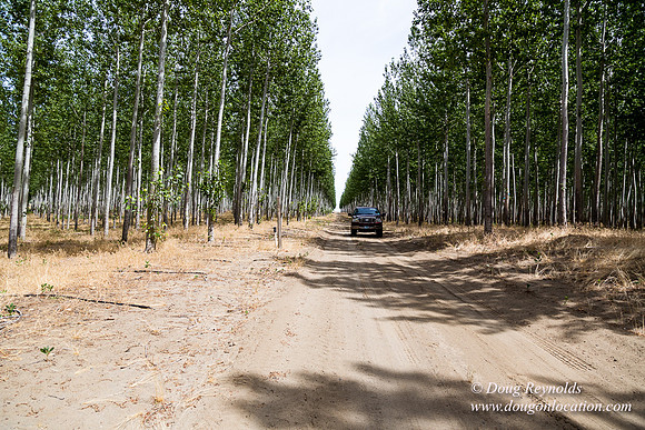 Tree Farm
