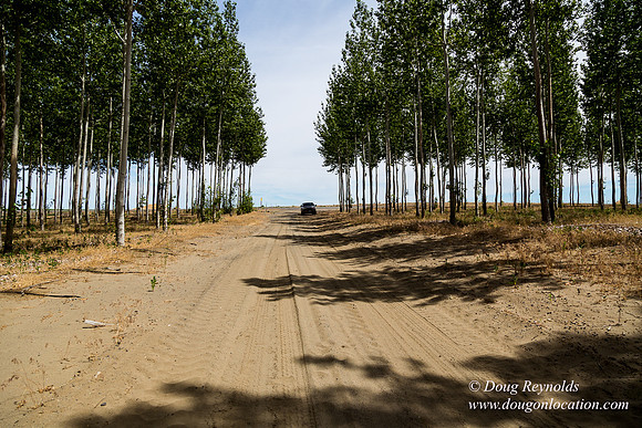 Tree Farm