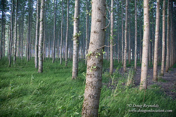 LCG & GWG Tree Farm
