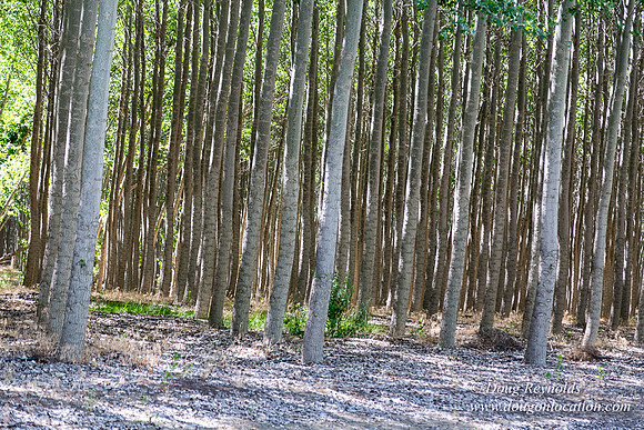 Tree Farm