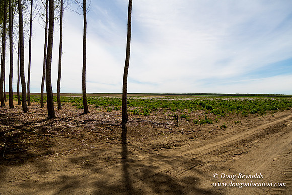 Tree Farm