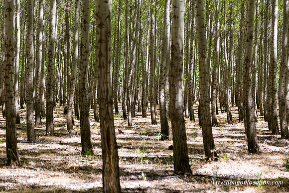 Tree Farm
