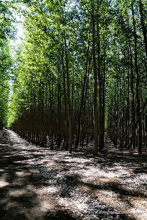 Tree Farm