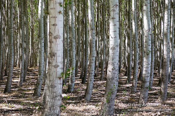 Tree Farm