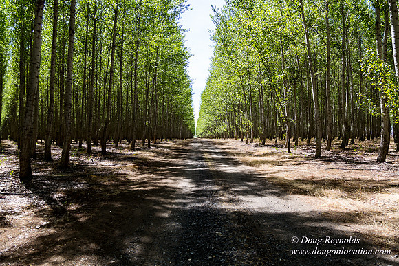 Tree Farm