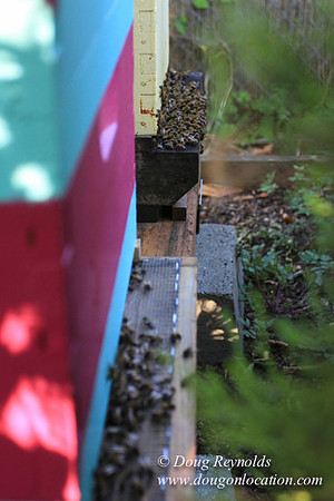 Home" Bungalow, Bee's Back yard Chickens, Small,