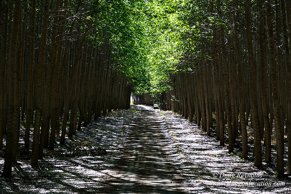 Tree Farm