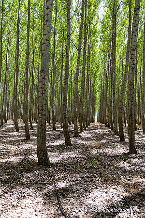 Tree Farm