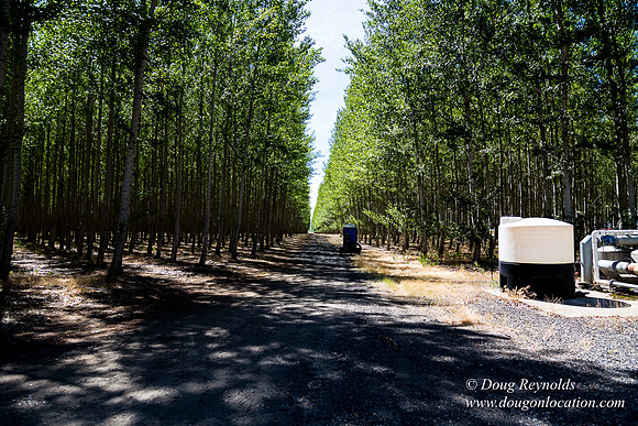 Tree Farm