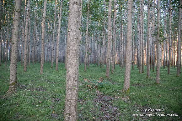 LCG & GWG Tree Farm