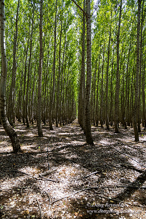 Tree Farm