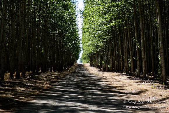 Tree Farm