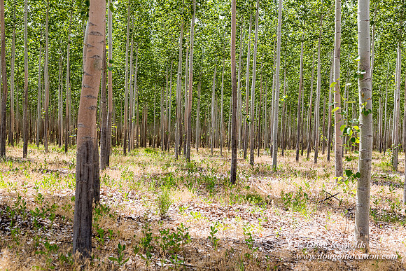 Tree Farm