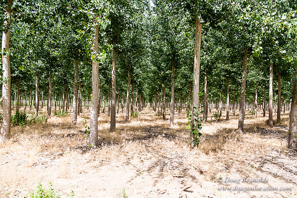 Tree Farm