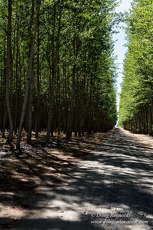 Tree Farm