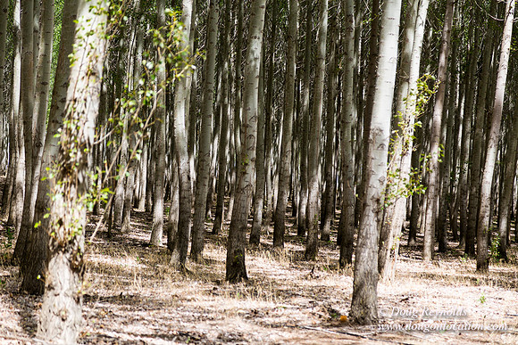 Tree Farm