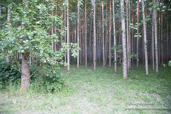 LCG & GWG Tree Farm