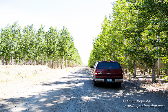 Tree Farm