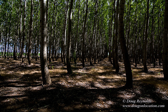 Tree Farm