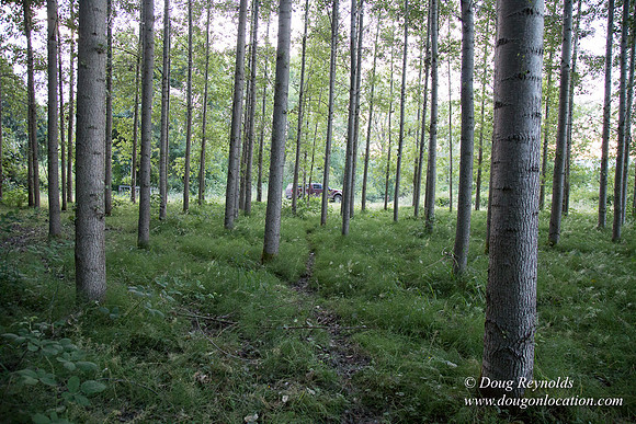 LCG & GWG Tree Farm