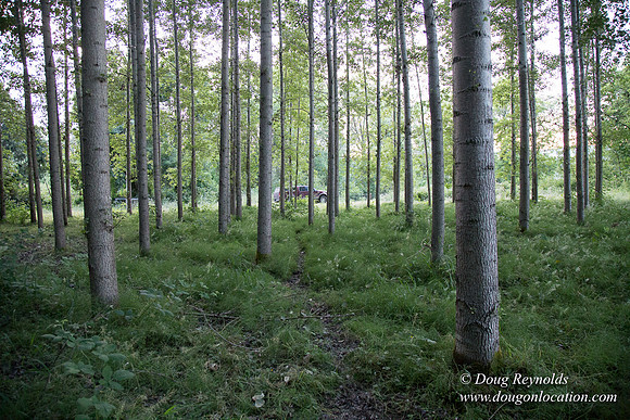LCG & GWG Tree Farm