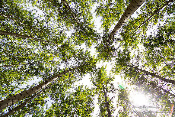 Tree Farm