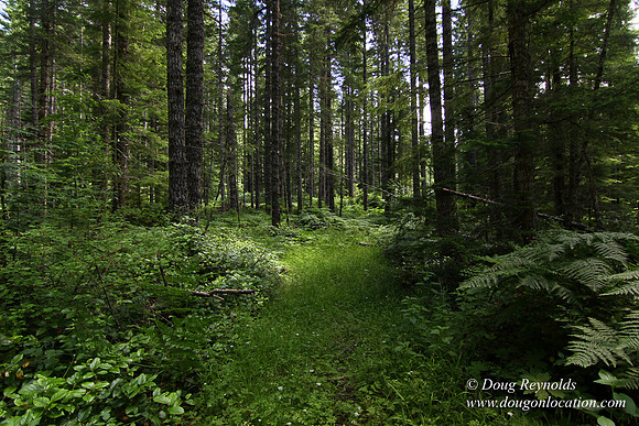 Tree & Forested locations
