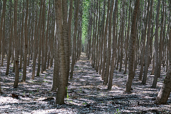 Tree Farm