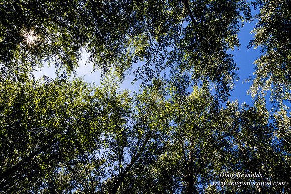 Tree Farm