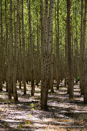 Tree Farm