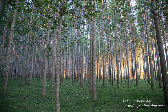 LCG & GWG Tree Farm