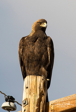 Golden Eagle