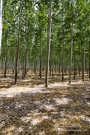 Tree Farm