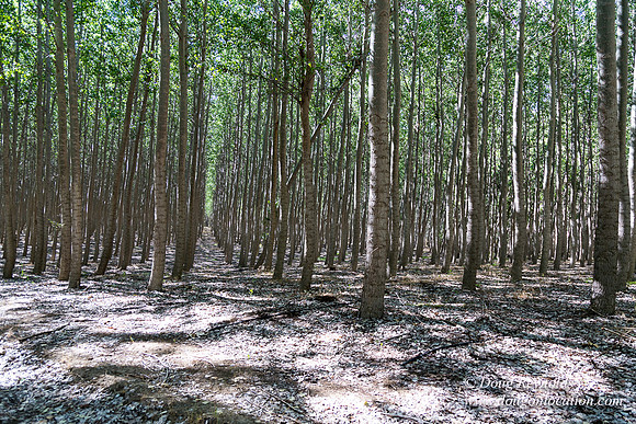 Tree Farm