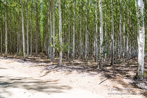 Tree Farm