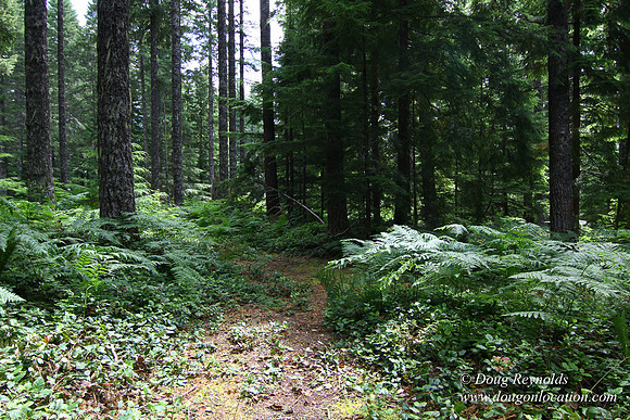 Tree & Forested locations
