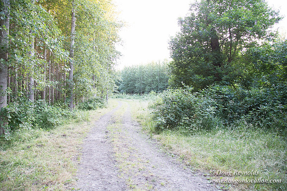 LCG & GWG Tree Farm