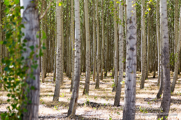 Tree Farm