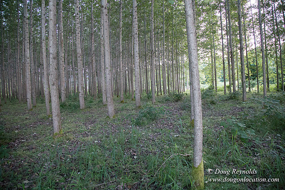 LCG & GWG Tree Farm