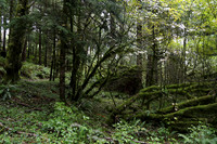 Saddle Mt Rd-0306