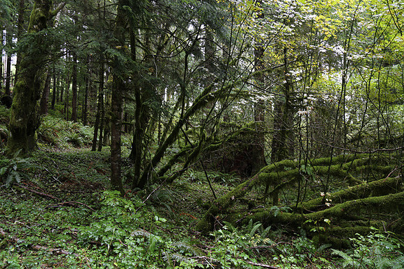Saddle Mt Rd-0306