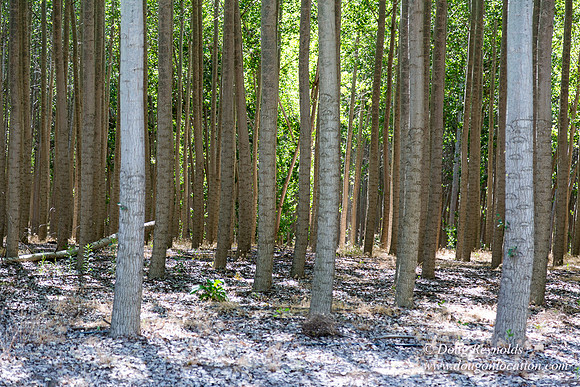 Tree Farm
