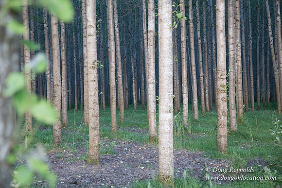 LCG & GWG Tree Farm