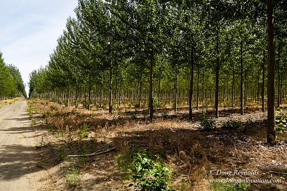 Tree Farm