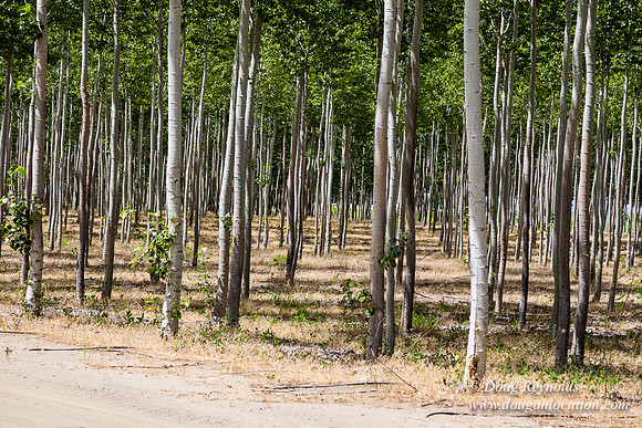 Tree Farm