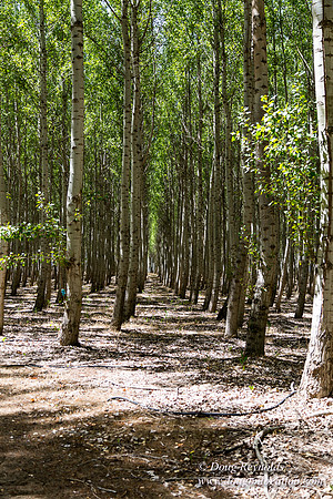 Tree Farm